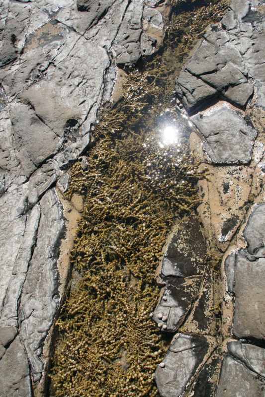 Nieuw-Zeeland 2011 - 1814